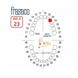 DIENTE AG-3 Nº 23 TIPODONTO...