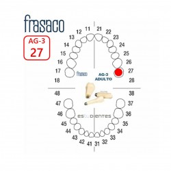 DIENTE AG-3 Nº 27 TIPODONTO...