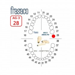 DIENTE AG-3 Nº 28 TIPODONTO...