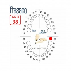 DIENTE AG-3 Nº 38 TIPODONTO...
