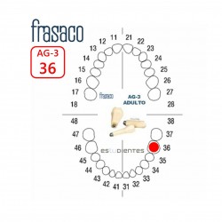 DIENTE AG-3 Nº 36 TIPODONTO...